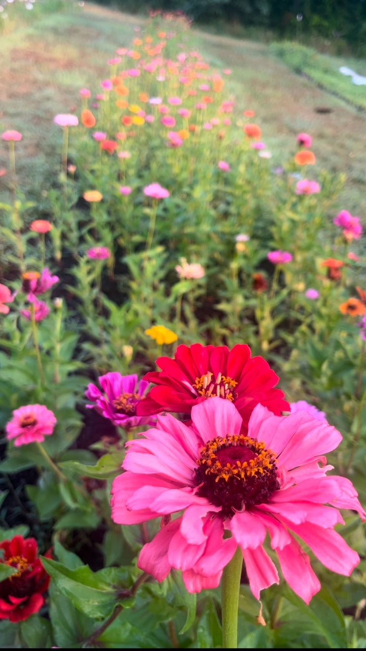 U-Pick Flower Experience